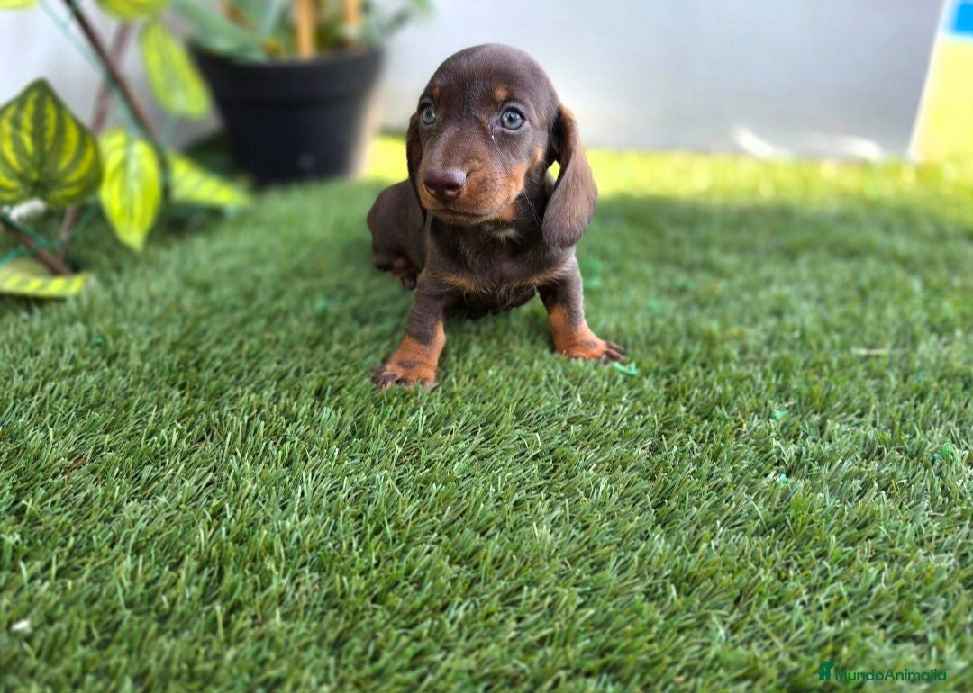 Teckel Miniatura perros TECKEL MINIATURA CHOCOLATE - Anuncio 1