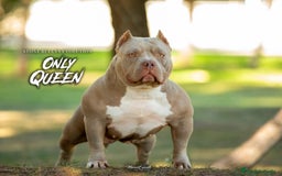 American Bully perros en venta: 💎🐾 CACHORROS AMERICAN BULLY – ¡LA MEJOR LÍNEA! - Imagen 17