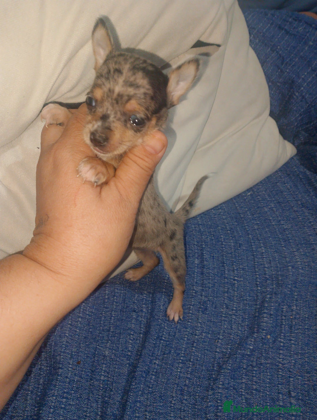 Chihuahua perros en venta: Hembra preciosa de chihuahua cabeza venado  - Imagen 2
