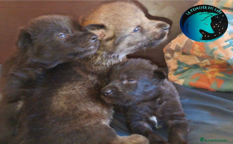Perro Lobo Checoslovaco perros - Anuncio 1