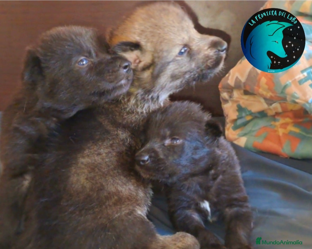 Perro Lobo Checoslovaco perros en venta: Wolfdog perro lobo  - Imagen 1