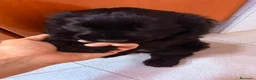 Cocker Spaniel Inglés perros en venta: Cocker spanish ingles Hembra Negra Preciosa  - Anuncio 2