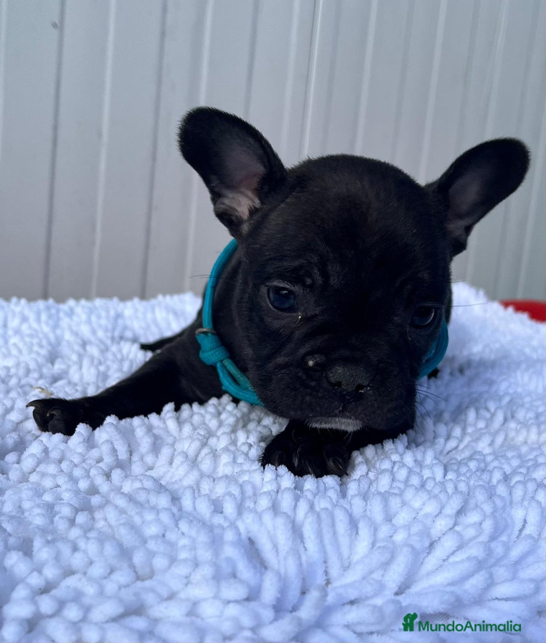 Bulldog Francés perros en venta: Cachorro de Bulldog frances macho negro  - Anuncio 3