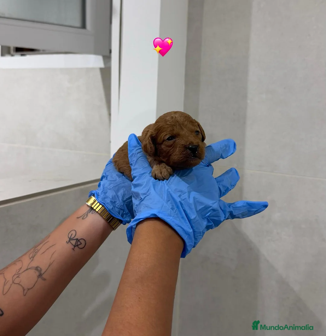 Goldendoodle perros en venta: GOLDENDOODLE ✅ ¡RESÉRVALO! - Anuncio 2