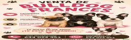 Bulldog Francés perros en venta: Camada Bulldog Francés  - Anuncio 1