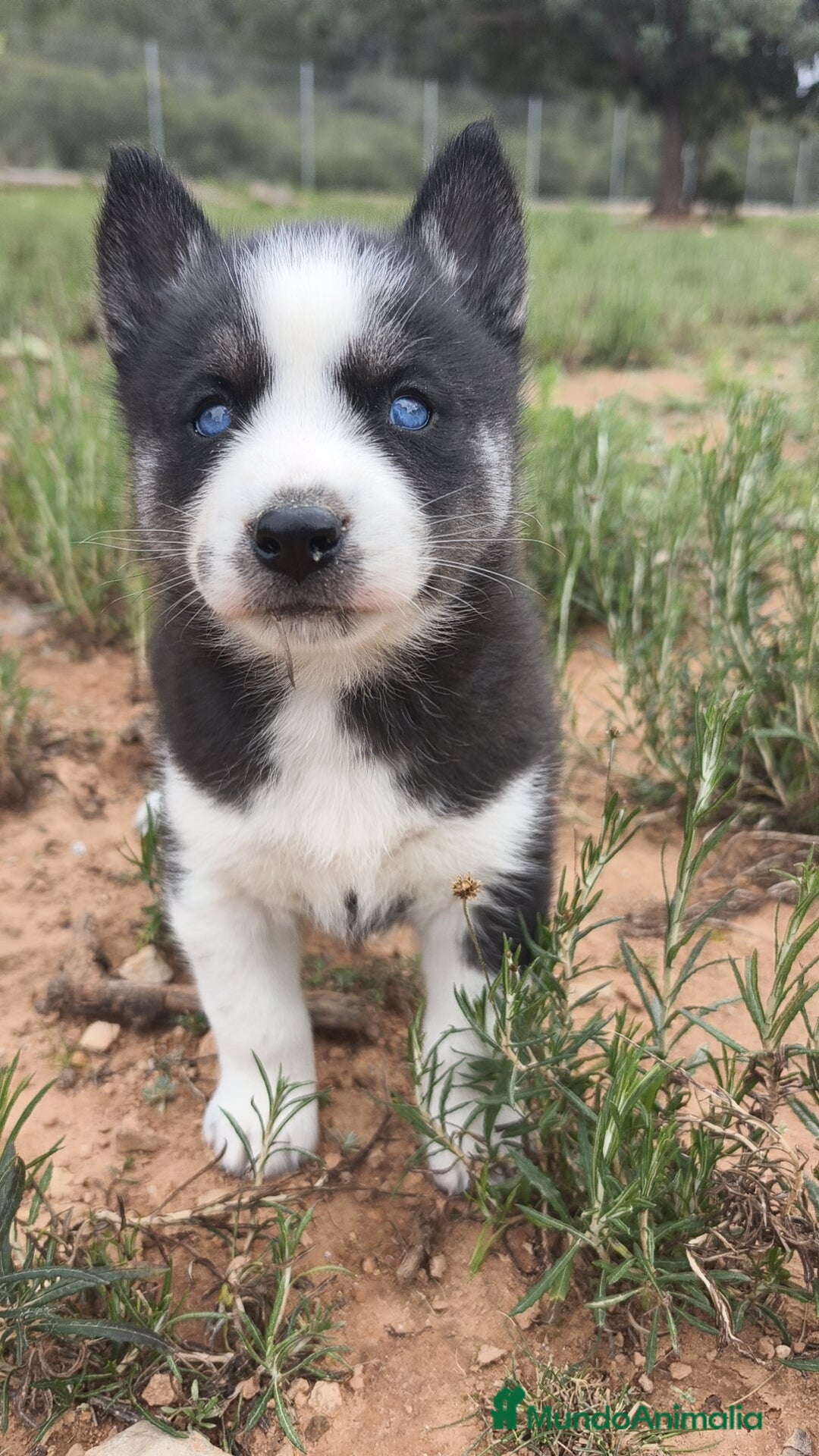 Husky Siberiano perros en venta: Husky SIBERIANO disponibles  - Anuncio 23