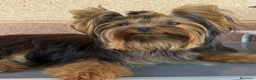 Yorkshire Terrier perros en venta: Un Yorkshire macho maravilloso  - Anuncio 6