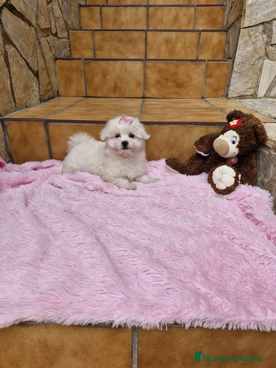 Bichón Maltés perros en venta: Bichón Maltés dulzuras en Barcelona - Anuncio 2