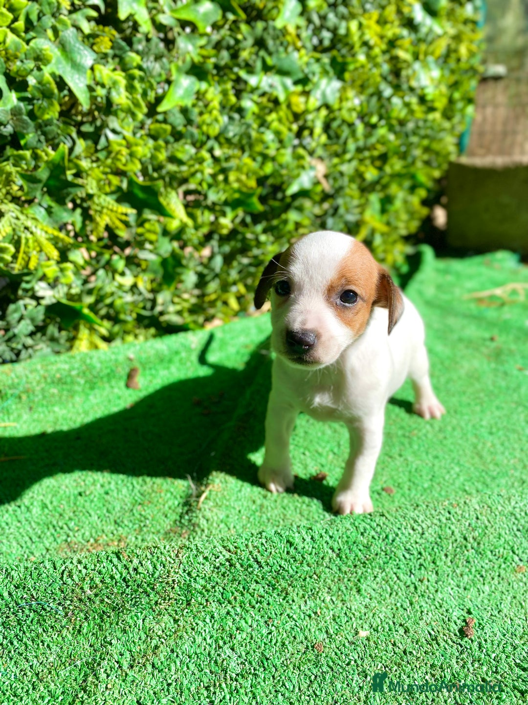 Jack Russell Terrier perros en venta: Jack Russell Terrier - Anuncio 2