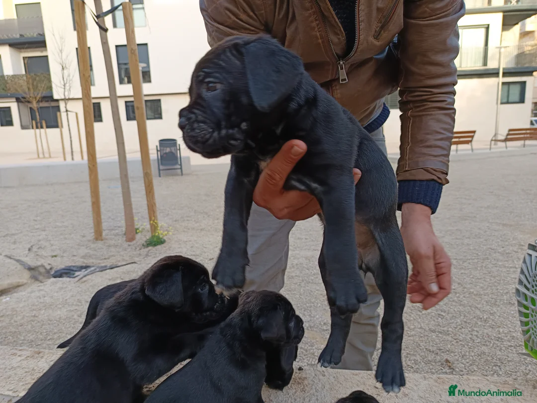 Imagen de galería {{count}}