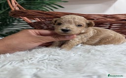 Maltipoo perros en venta: MALTIPOO HEMBRA - Imagen 16