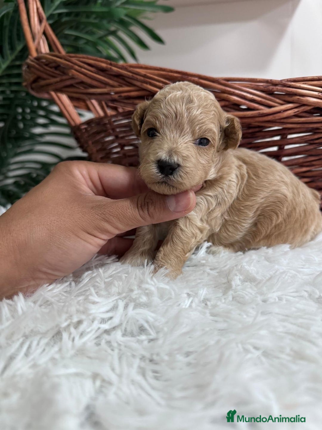Maltipoo perros en venta: MALTIPOO HEMBRA - Imagen 16