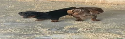 Teckel perros para monta: Teckel arlequín para montas - Anuncio 4
