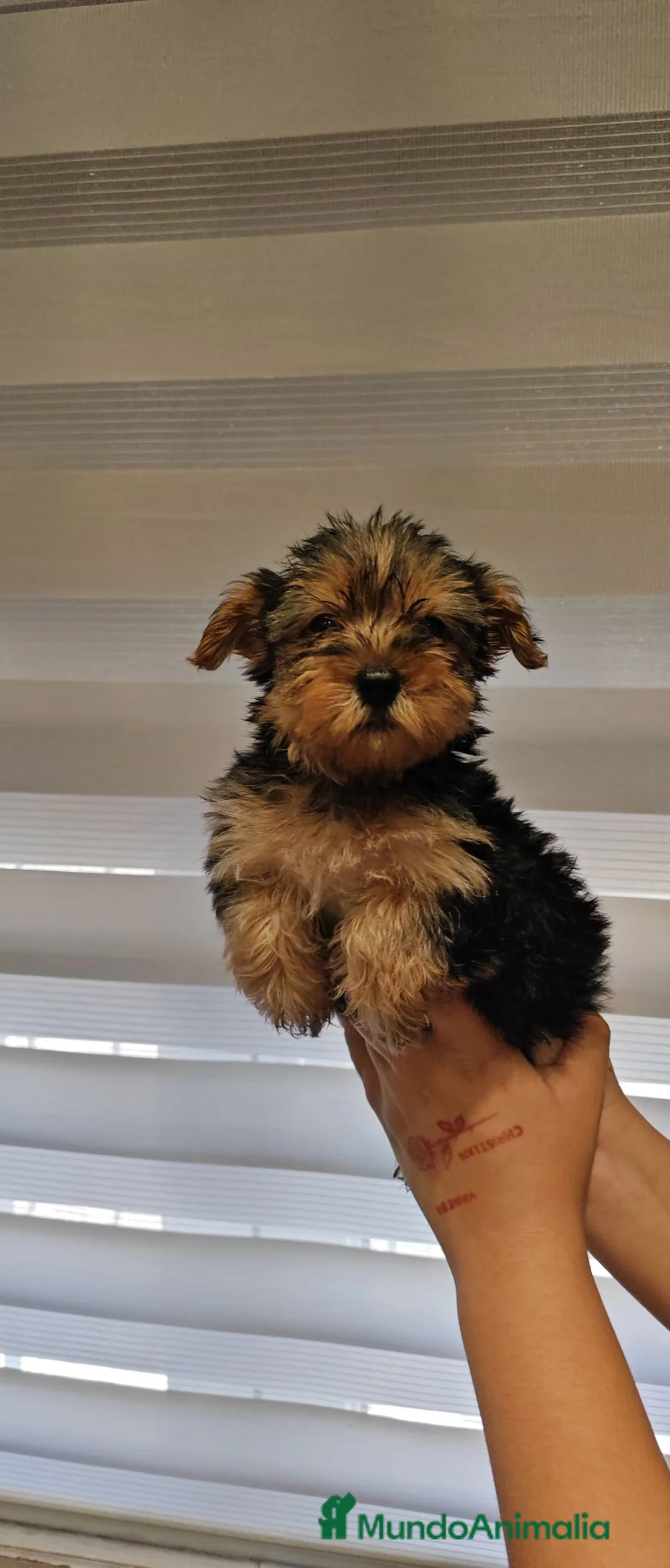 Yorkshire Terrier perros en venta: 2 Machitos de Yorkshire económico - Anuncio 5