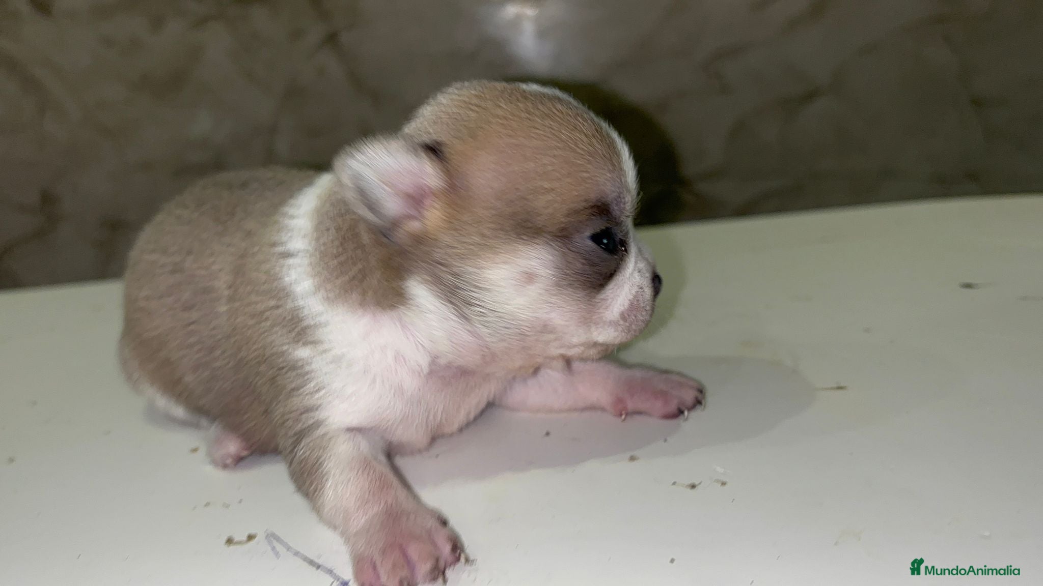 Chihuahua perros Chihuahua - Anuncio 3