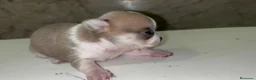 Chihuahua perros en venta: Chihuahua - Anuncio 1