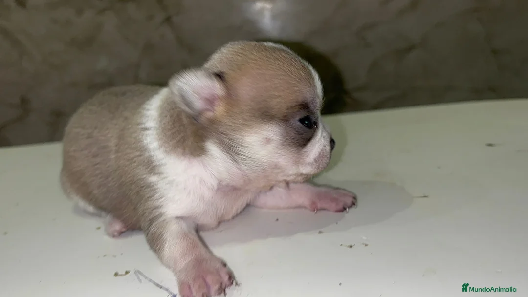 Chihuahua perros en venta: Chihuahua - Anuncio 1