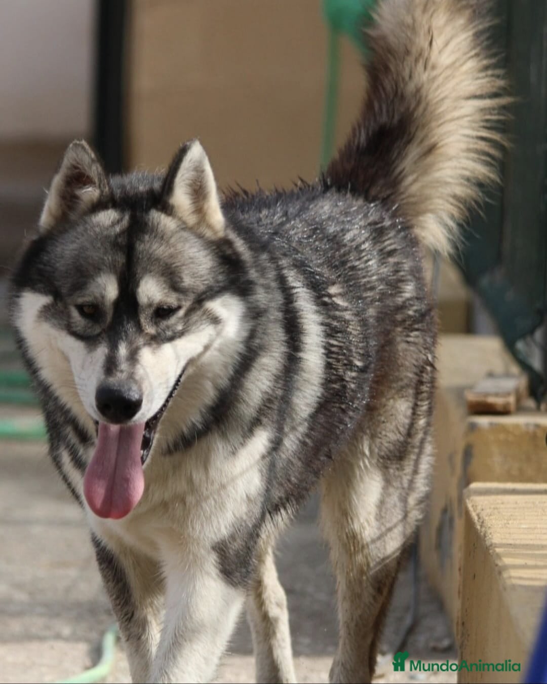 Husky Siberiano perros en adopcion: Husky siberiano en adopción responsable  - Anuncio 1