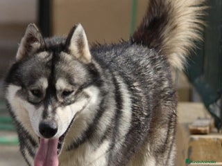 Husky Siberiano perros Husky siberiano en adopción responsable - Anuncio 1