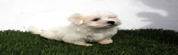 Bichón Maltés perros en venta: Bichon Maltes  - Anuncio 4