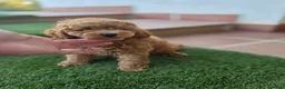 Caniche Toy perros en venta: CANICHE TOY - Anuncio 4