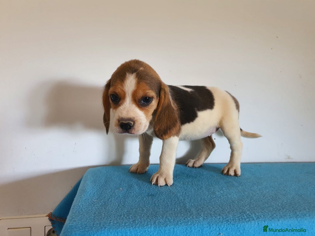 Beagle perros en venta: Beagles pura raza. Calidad y selección  - Imagen 2