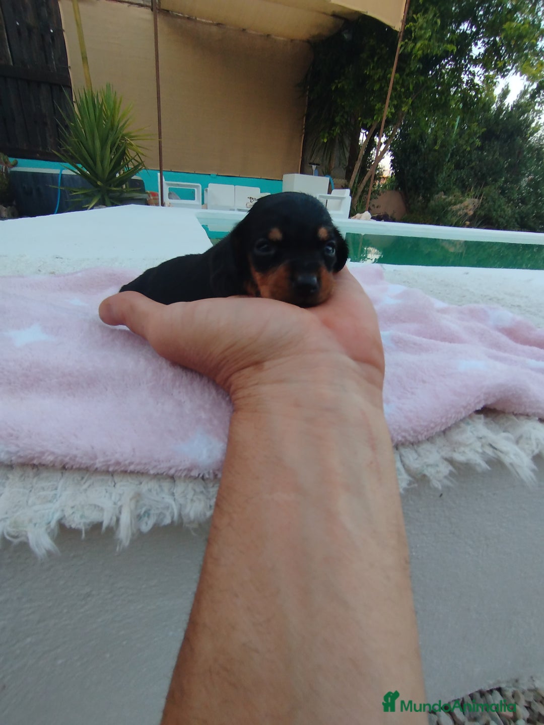 Teckel Miniatura perros en venta: Teckel mini  - Imagen 3