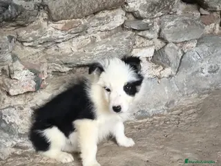 Border Collie perros Cachorros border collie 2 meses - Anuncio 5