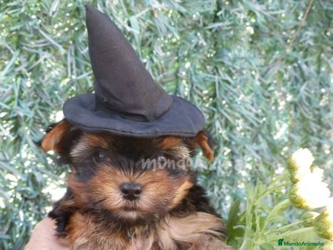 Imagen de galería {{count}}