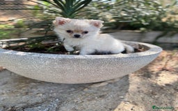 Chihuahua perros en venta: Chihuahua pelo largo macho disponible  - Imagen 3