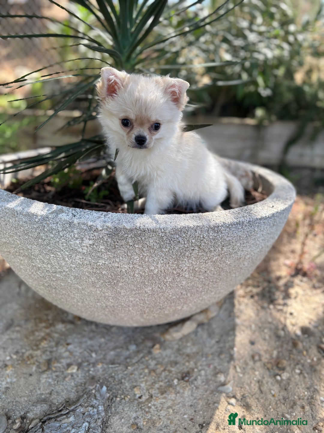 Chihuahua perros en venta: Chihuahua pelo largo macho disponible  - Imagen 3