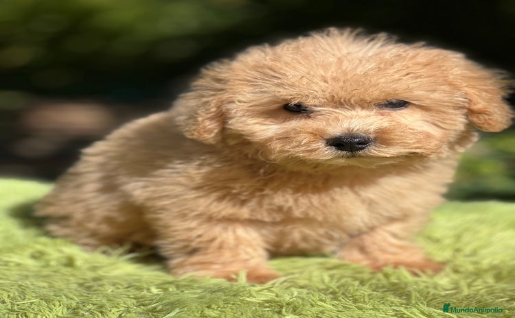 Maltipoo perros - Anuncio 2