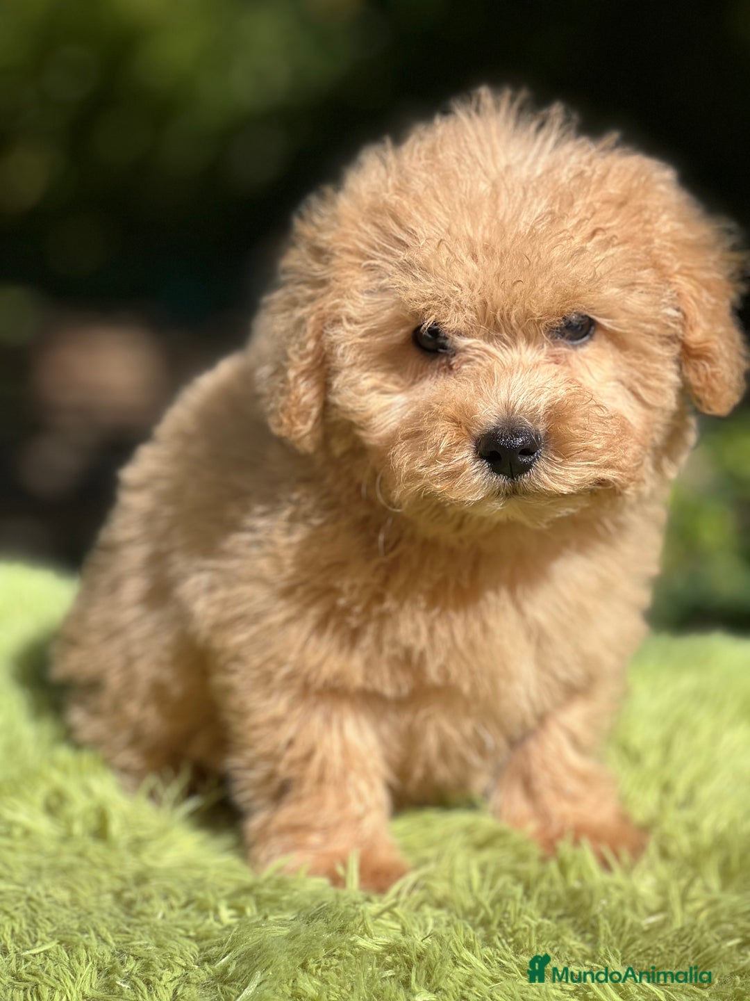 Maltipoo perros en venta: Maltipoo Apricot  - Imagen 1