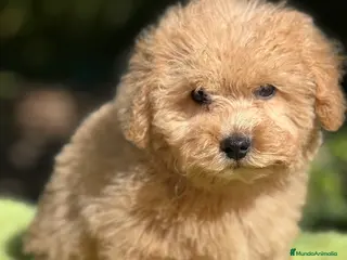 Maltipoo perros Maltipoo Apricot - Anuncio 1