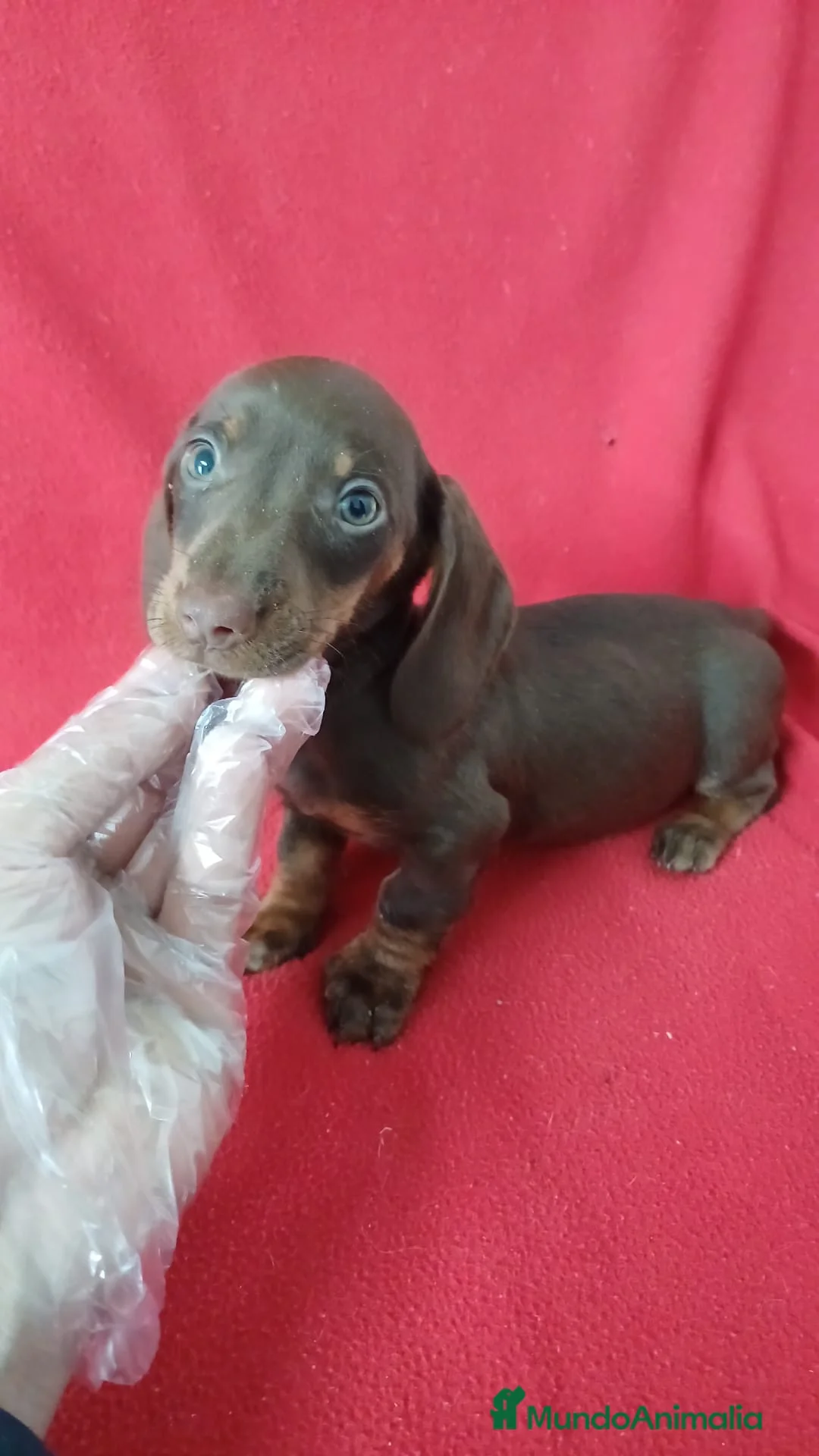 Teckel Miniatura perros en venta: Teckel Mini Chocolate  - Anuncio 1