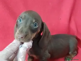 Teckel Miniatura perros Teckel Mini Chocolate - Anuncio 1