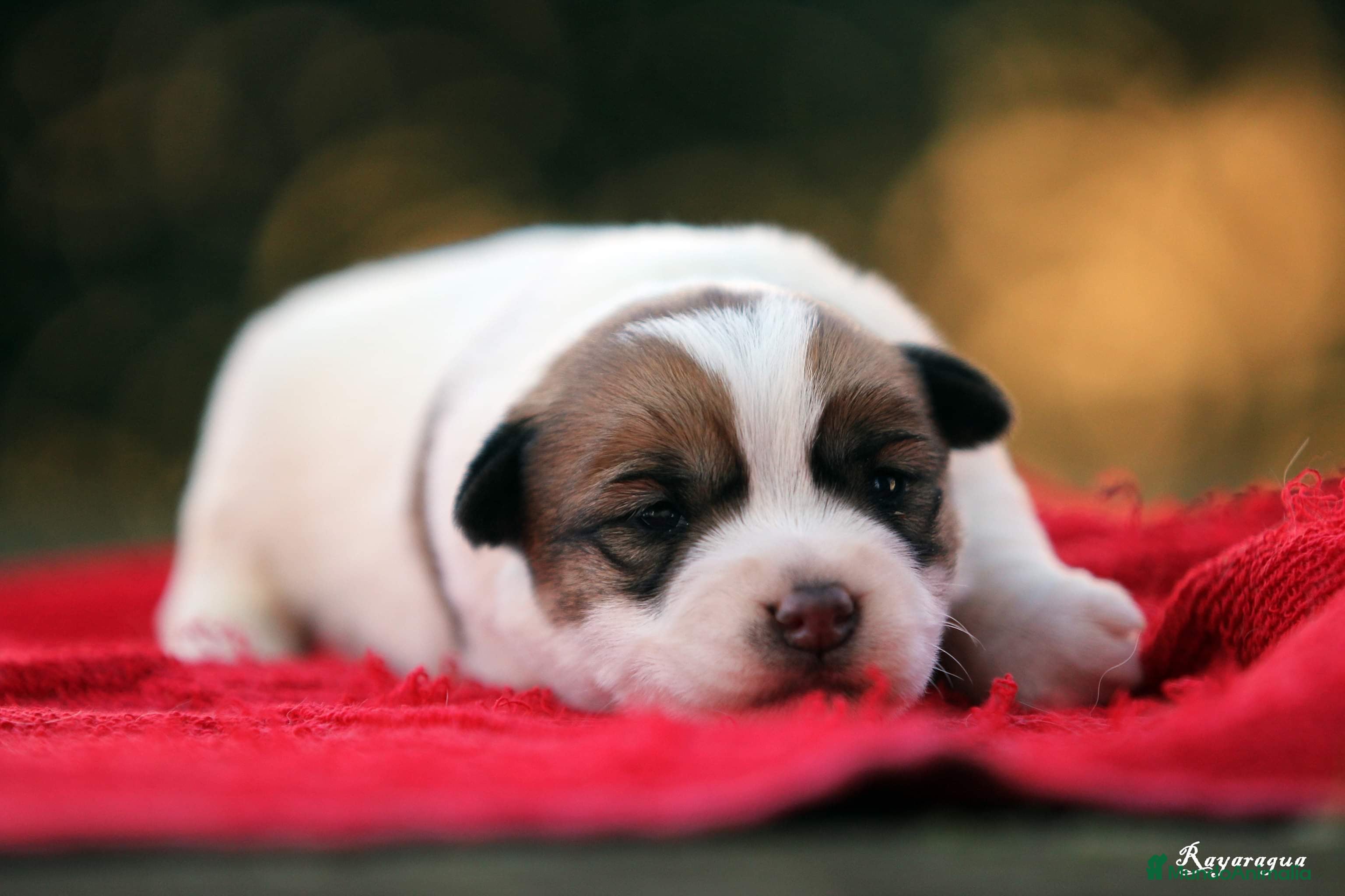 Jack Russell Terrier perros Exclusiva camada de JACK RUSSELL  - Anuncio 2