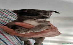 Chihuahua perros en venta: Chihuahua macho merle - Imagen 4