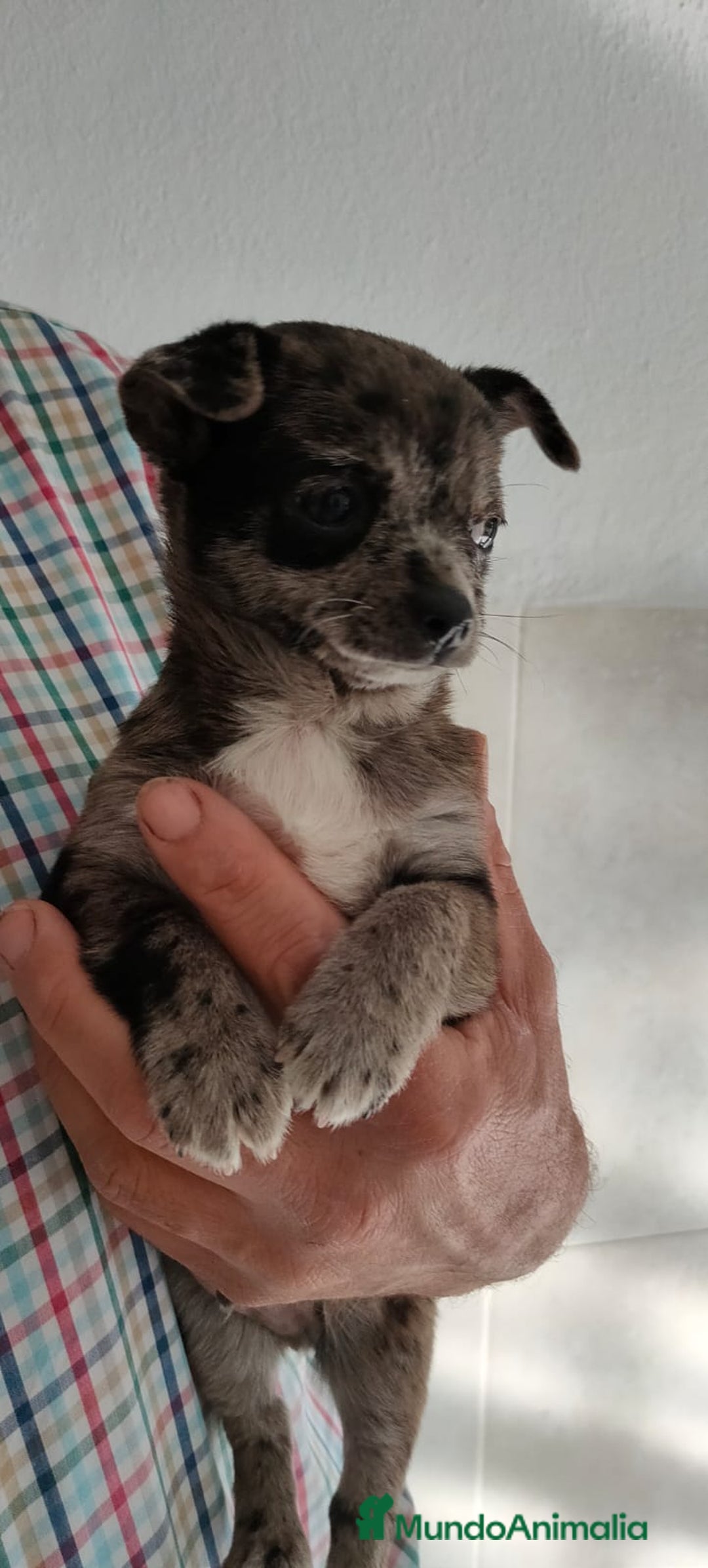 Chihuahua perros en venta: Chihuahua macho merle - Imagen 4