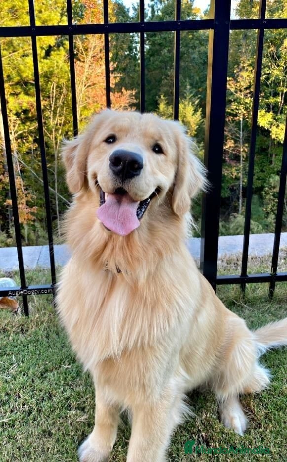 Golden Retriever perros Golden retriever hembra preciosa Disponible  - Anuncio 4
