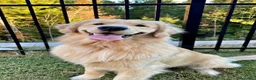 Golden Retriever perros en venta: Golden retriever hembra preciosa Disponible  - Anuncio 1