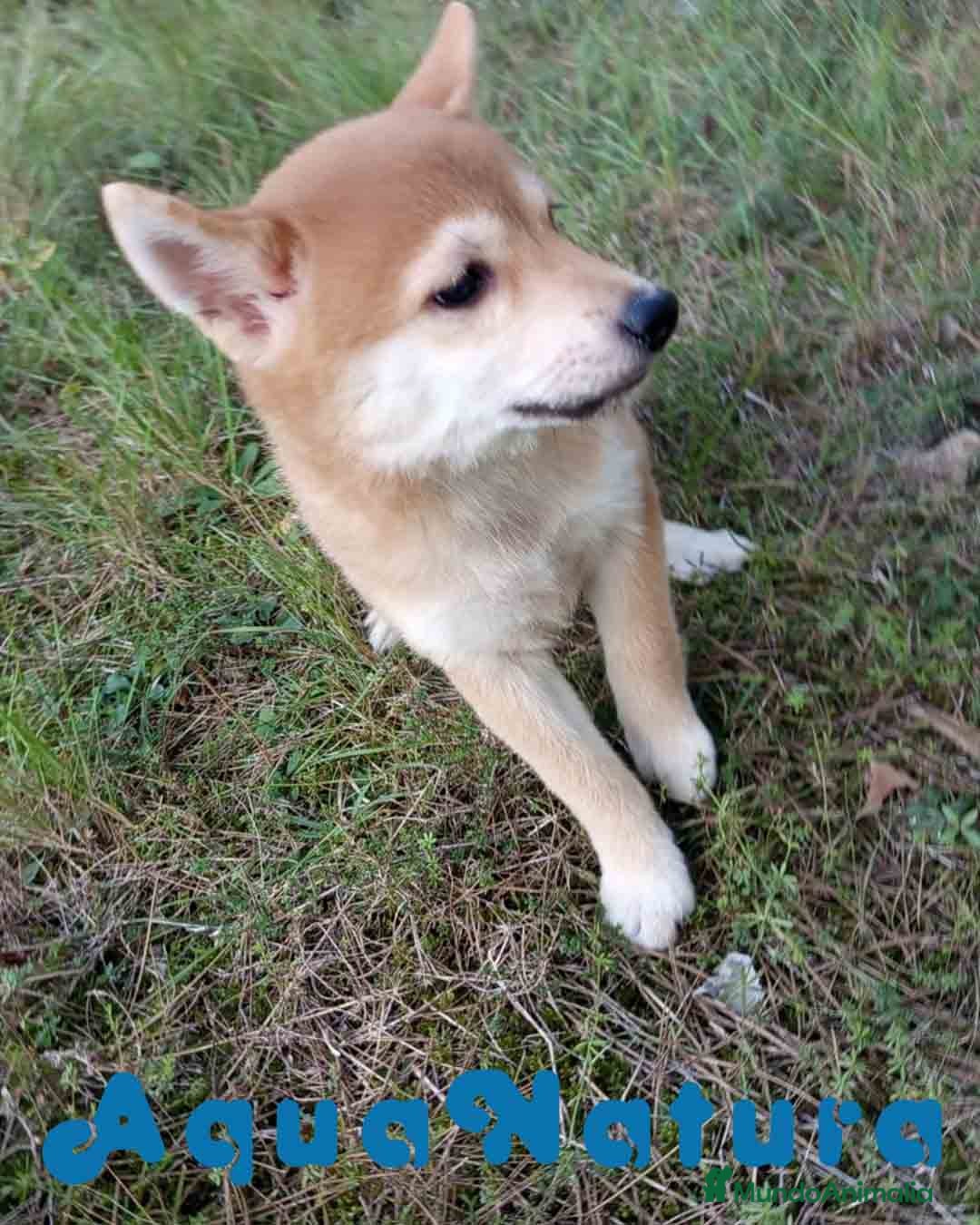 Shiba Inu perros en venta: Shiba Inu Hembra de Alba y Simbad 1722 AQUANATURA - Anuncio 5