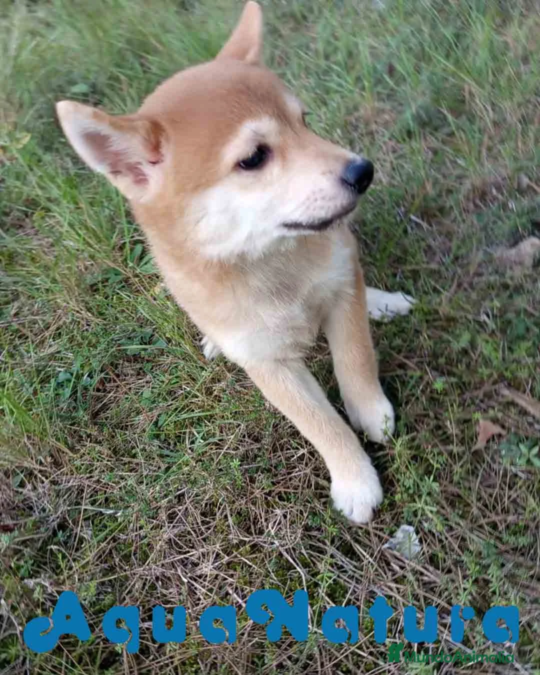 Shiba Inu perros en venta: Shiba Inu Hembra de Alba y Simbad 1722 AQUANATURA - Anuncio 5