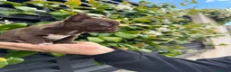 Chihuahua perros en venta: Chihuahua toy  - Anuncio 2