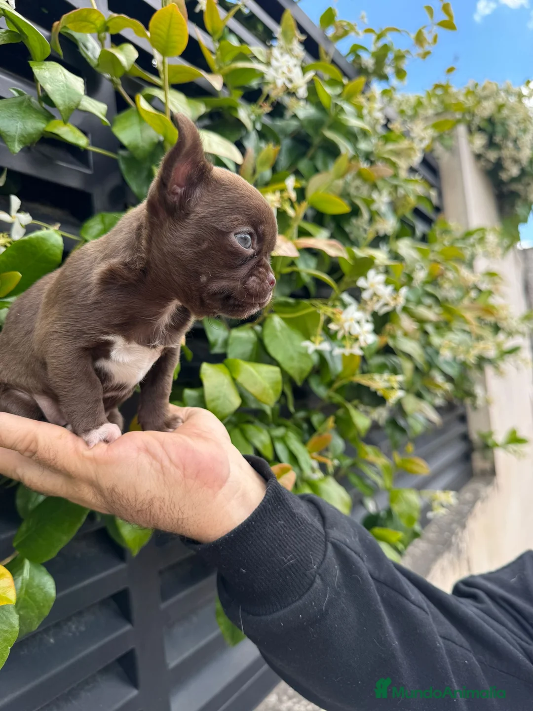 Chihuahua perros en venta: Chihuahua toy  - Anuncio 2