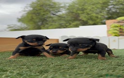 Pinscher Miniatura perros en venta: PINSCHER MINIATURA HEMBRAS - Imagen 19
