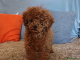 Caniche Toy perros Caniche toy rojo en Badajoz - Anuncio 20