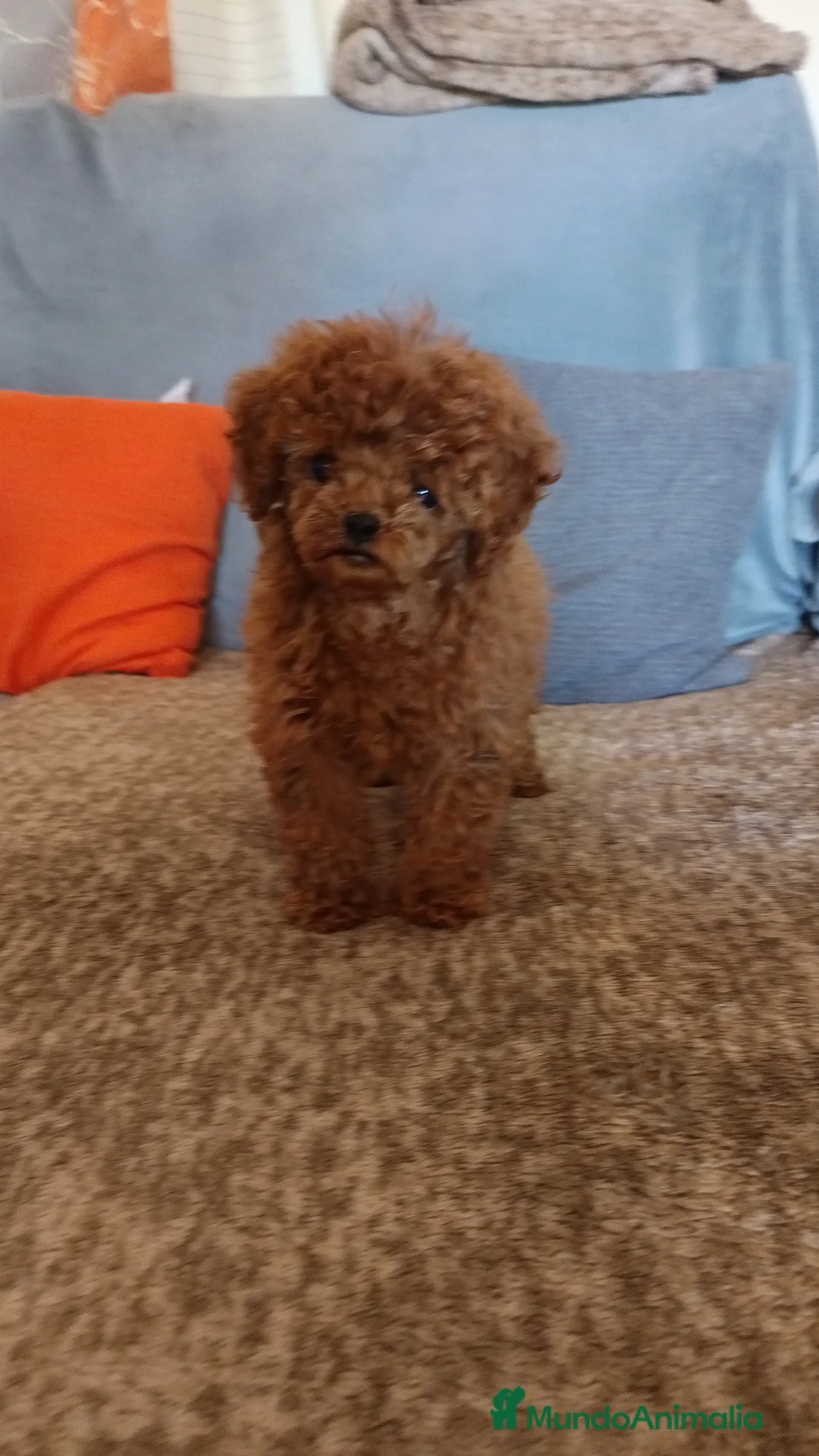 Caniche Toy perros en venta: Caniche toy rojo en Badajoz - Anuncio 1