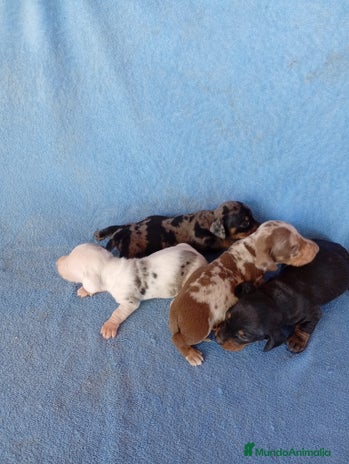 Teckel Miniatura perros - Anuncio 9