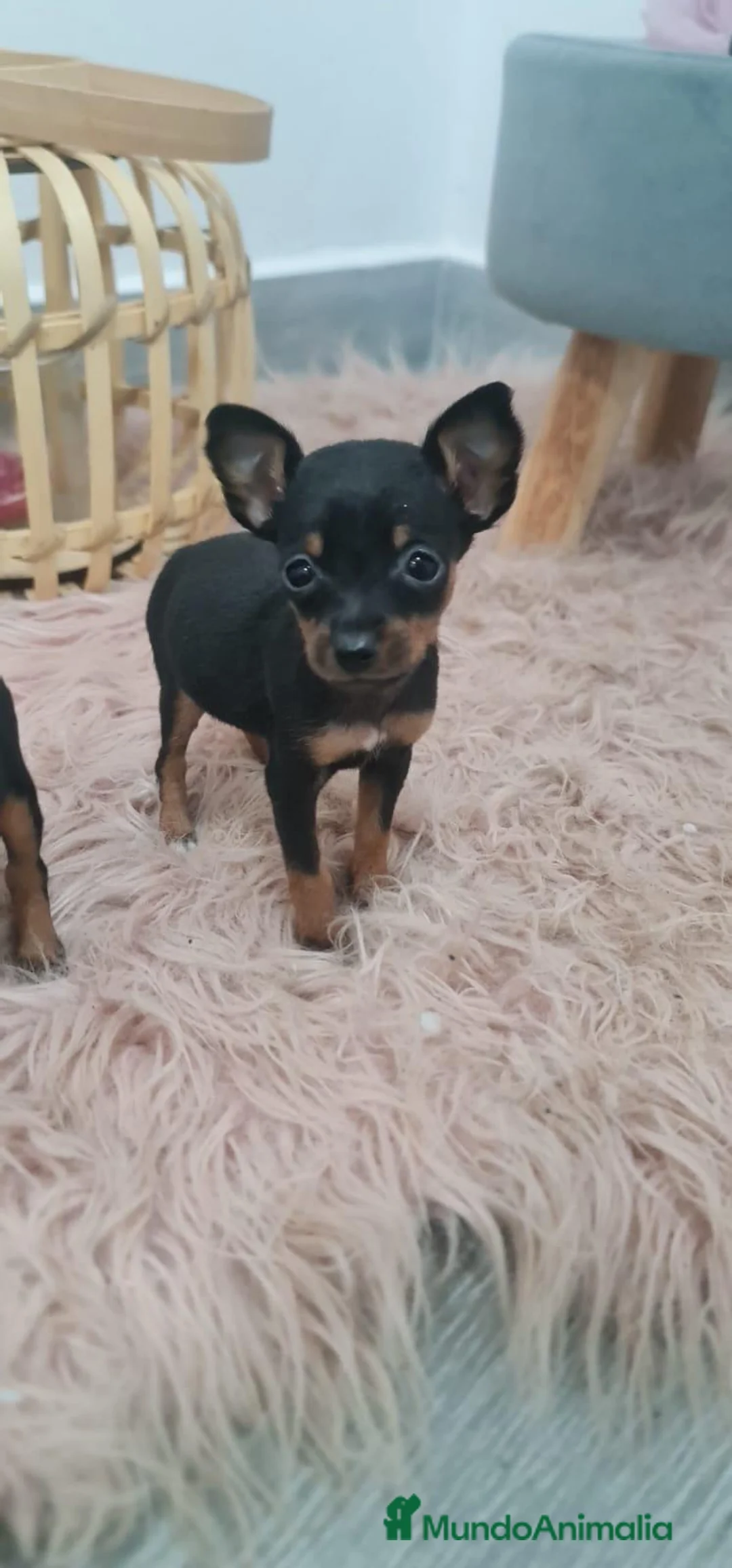 Ratón de Praga perros en venta: Ratón de Praga muy pequeñitos y mucha calidad - Anuncio 6